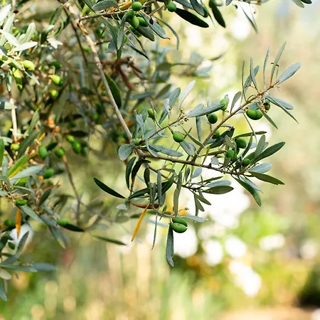 Villa In Campagna Con Piscina *